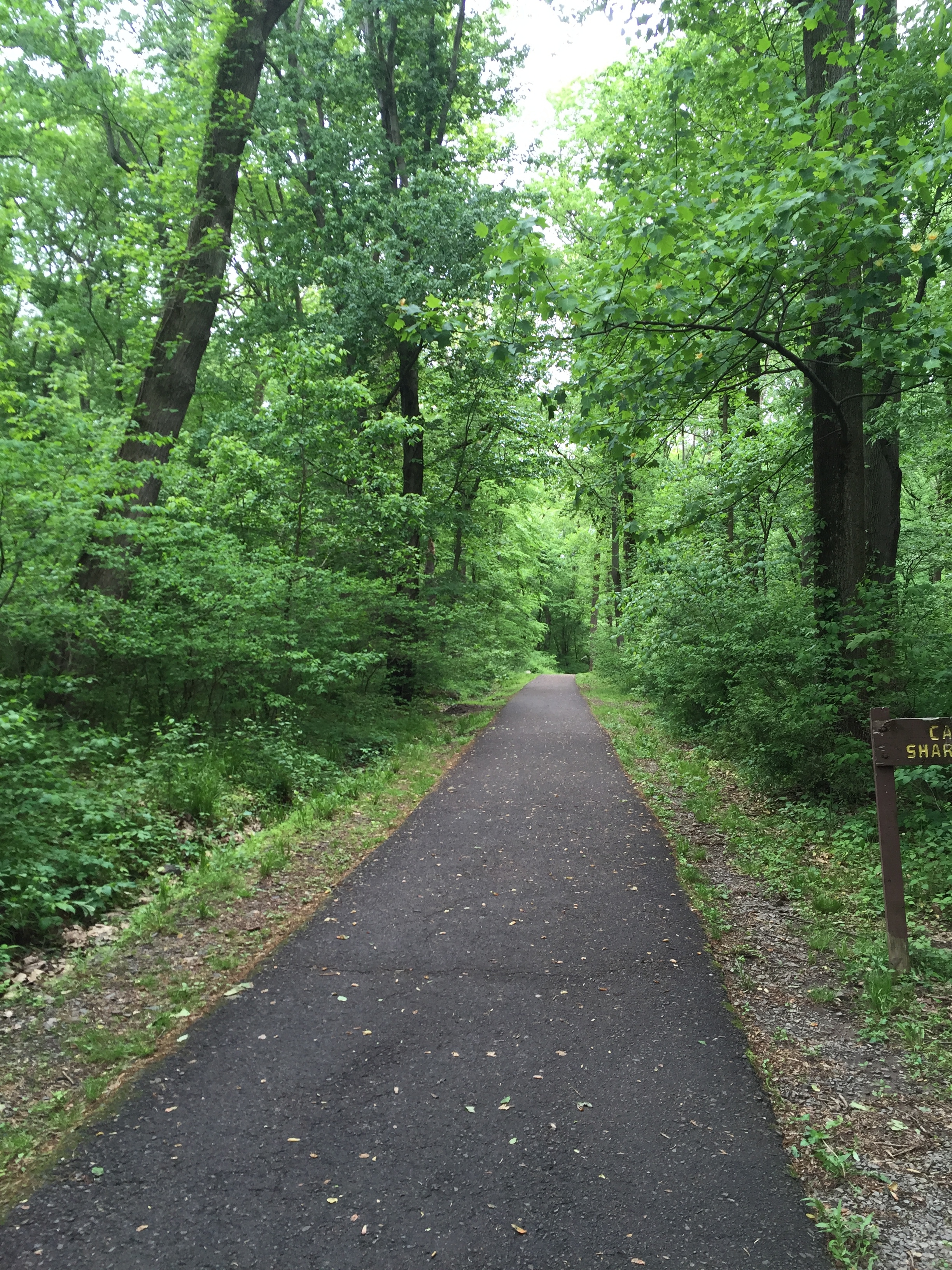 Forest Bathing (Shinrin-yoku)